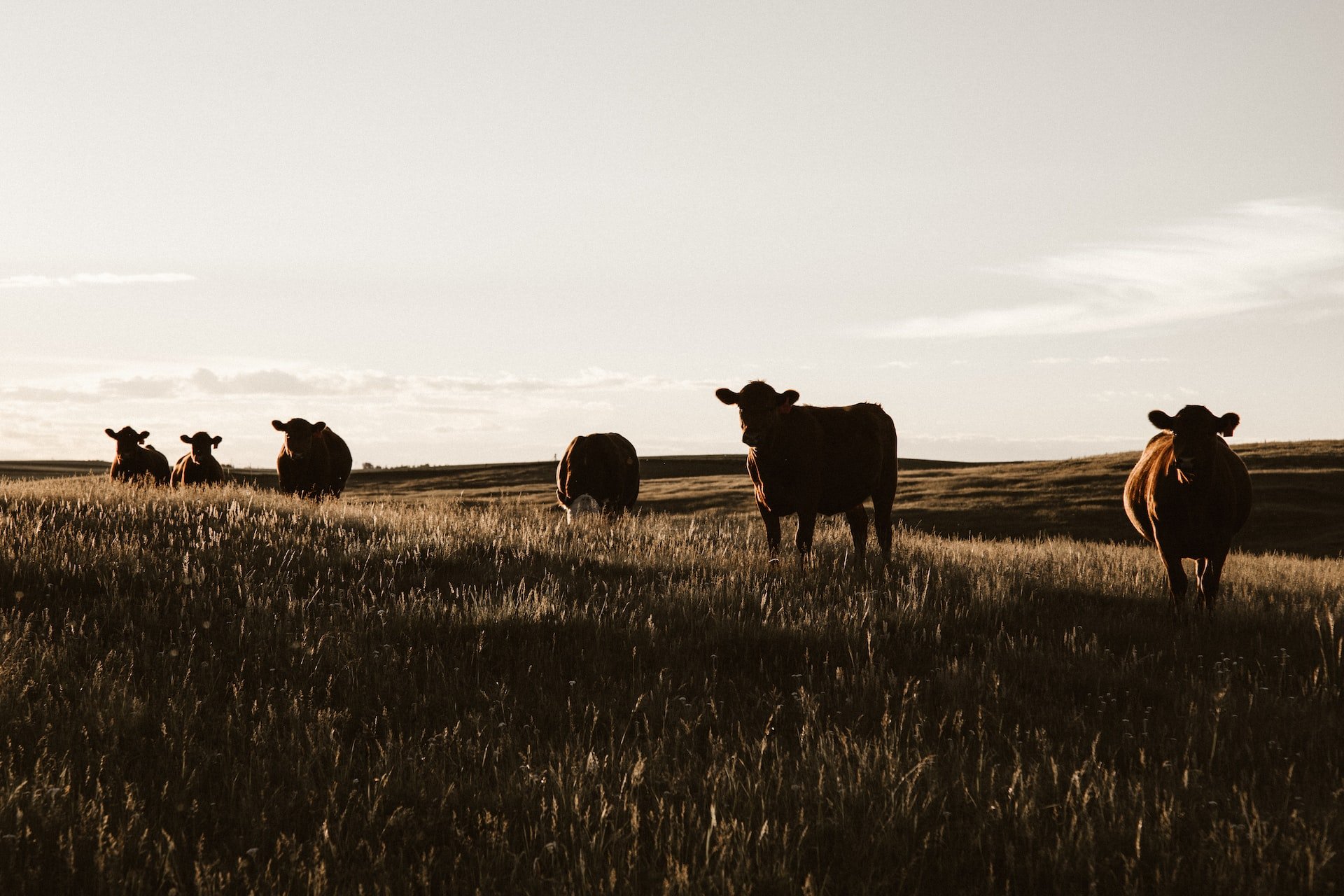 Cows in a field.